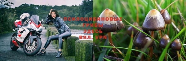 прущие грибы Баксан
